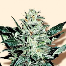 Mazar Feminizada de Bulk Seeds Bank
