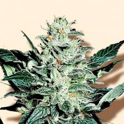 Mazar Feminizada de Bulk Seeds Bank