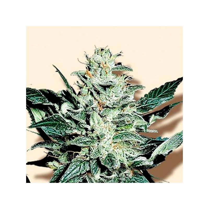 Mazar Feminizada de Bulk Seeds Bank