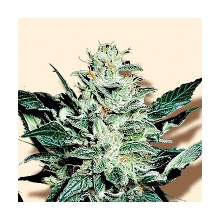 Mazar Feminizada de Bulk Seeds Bank