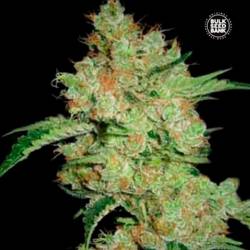 Moby Big Feminizada de Bulk Seeds Bank