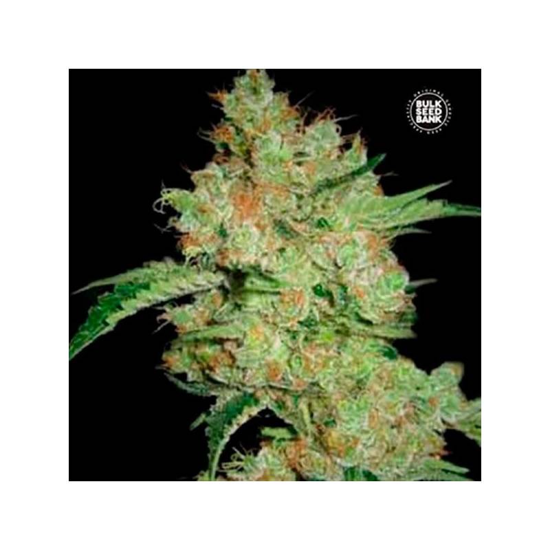 Moby Big Feminizada de Bulk Seeds Bank