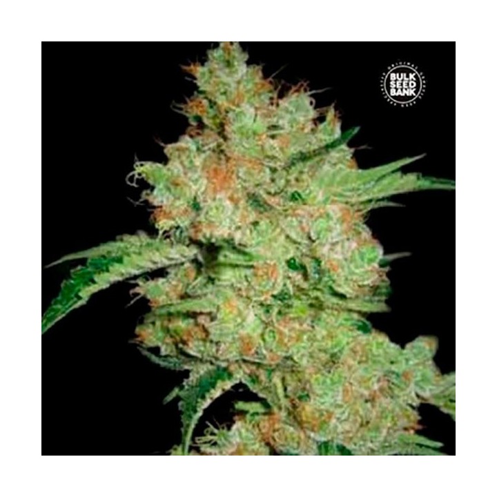 Moby Big Feminizada de Bulk Seeds Bank