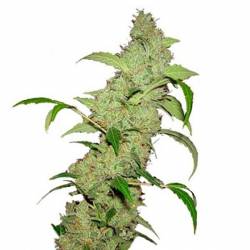 Neville's Haze Feminizada de Bulk Seeds Bank