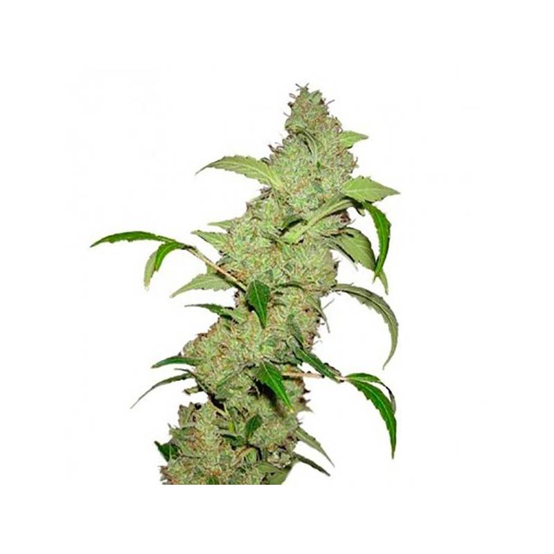 Neville's Haze Feminizada de Bulk Seeds Bank