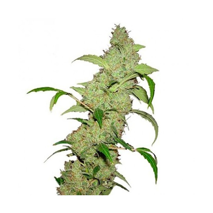 Neville's Haze Feminizada de Bulk Seeds Bank