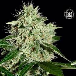 Northern Light Feminizada de Bulk Seeds Bank