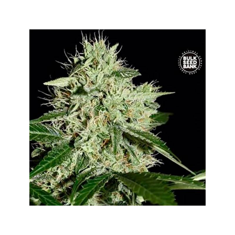 Northern Light Feminizada de Bulk Seeds Bank