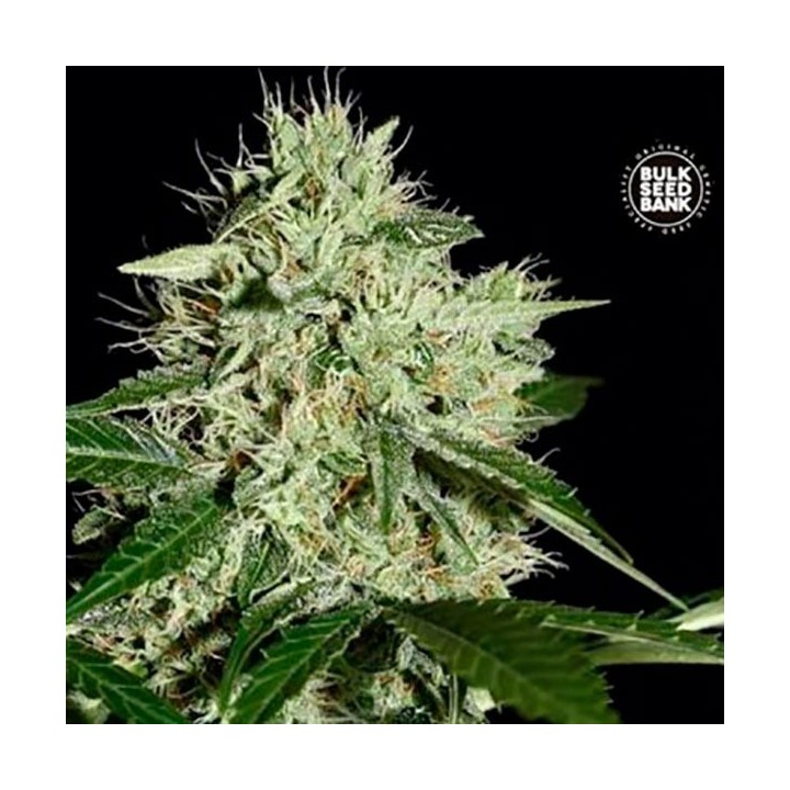 Northern Light Feminizada de Bulk Seeds Bank