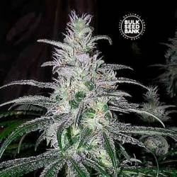 NBA Diesel Feminizada de Bulk Seeds Bank