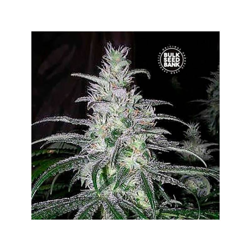 NBA Diesel Feminizada de Bulk Seeds Bank