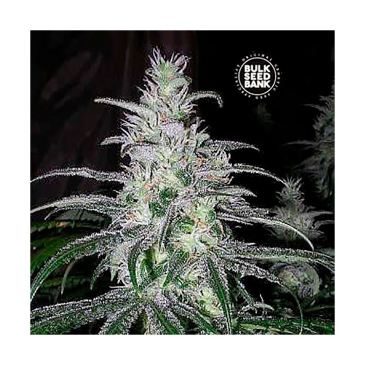 NBA Diesel Feminizada de Bulk Seeds Bank