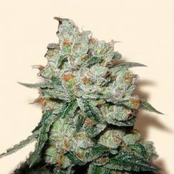 OG Kush Feminizada de Bulk Seeds Bank