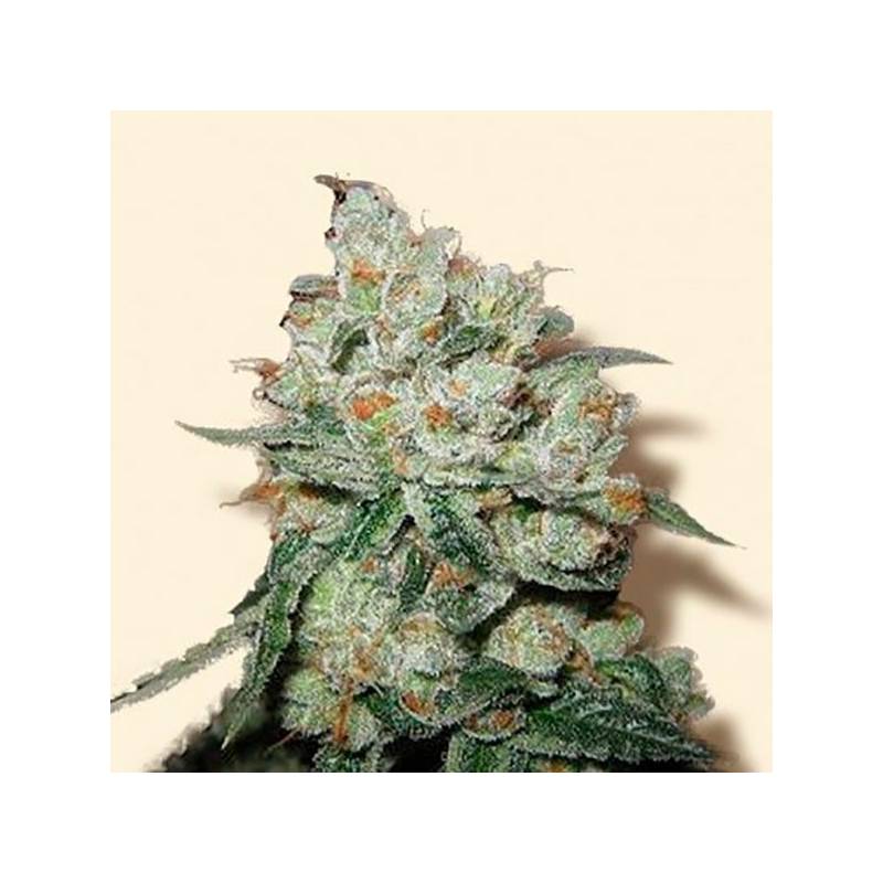 OG Kush Feminizada de Bulk Seeds Bank