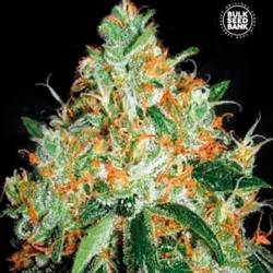 Original Orange Bud Feminizada de Bulk Seeds Bank