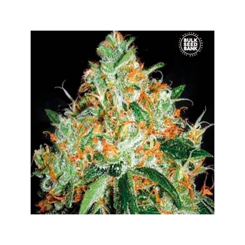 Original Orange Bud Feminizada de Bulk Seeds Bank