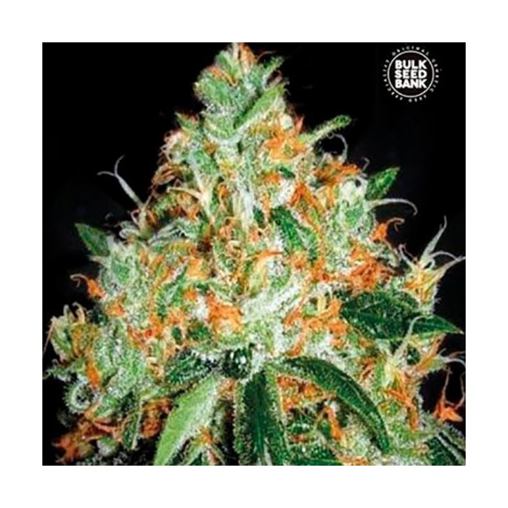 Original Orange Bud Feminizada de Bulk Seeds Bank