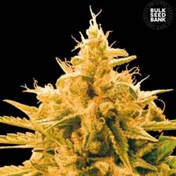 Ananas Funk Feminizada de Bulk Seeds Bank