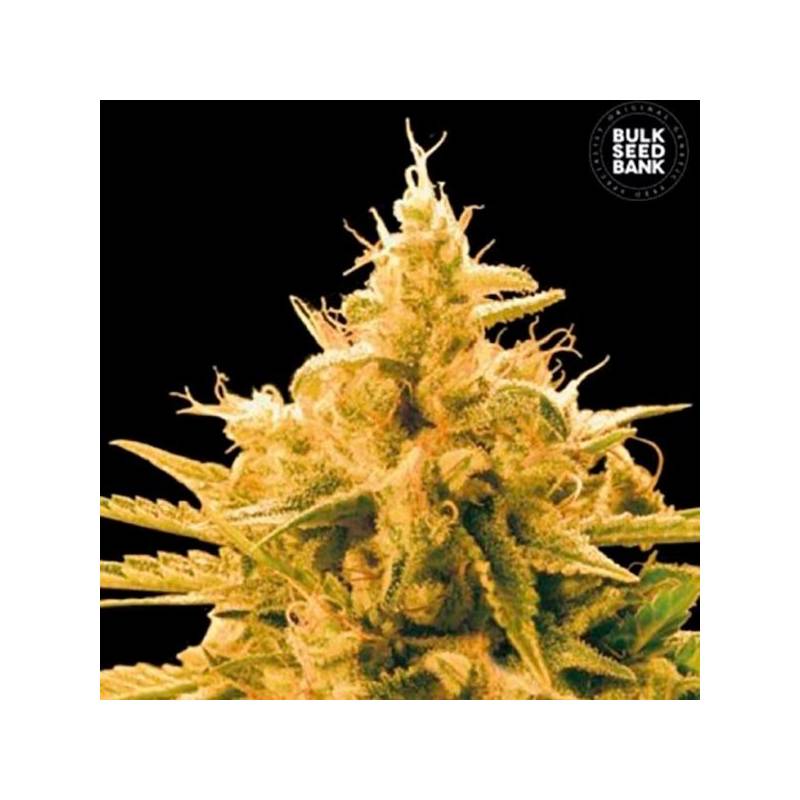 Ananas Funk Feminizada de Bulk Seeds Bank