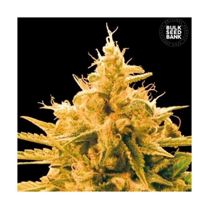Ananas Funk Feminizada de Bulk Seeds Bank