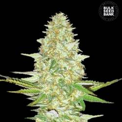 Power Plant Feminizada de Bulk Seeds Bank