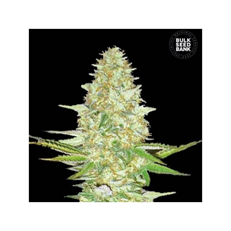 Power Plant Feminizada de Bulk Seeds Bank