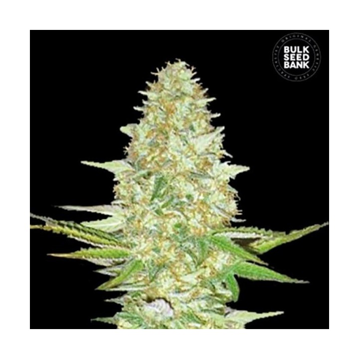 Power Plant Feminizada de Bulk Seeds Bank