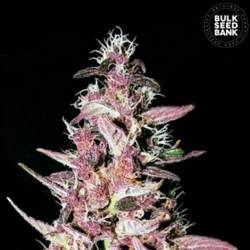 Purple Glam Kush Feminizada de Bulk Seeds Bank