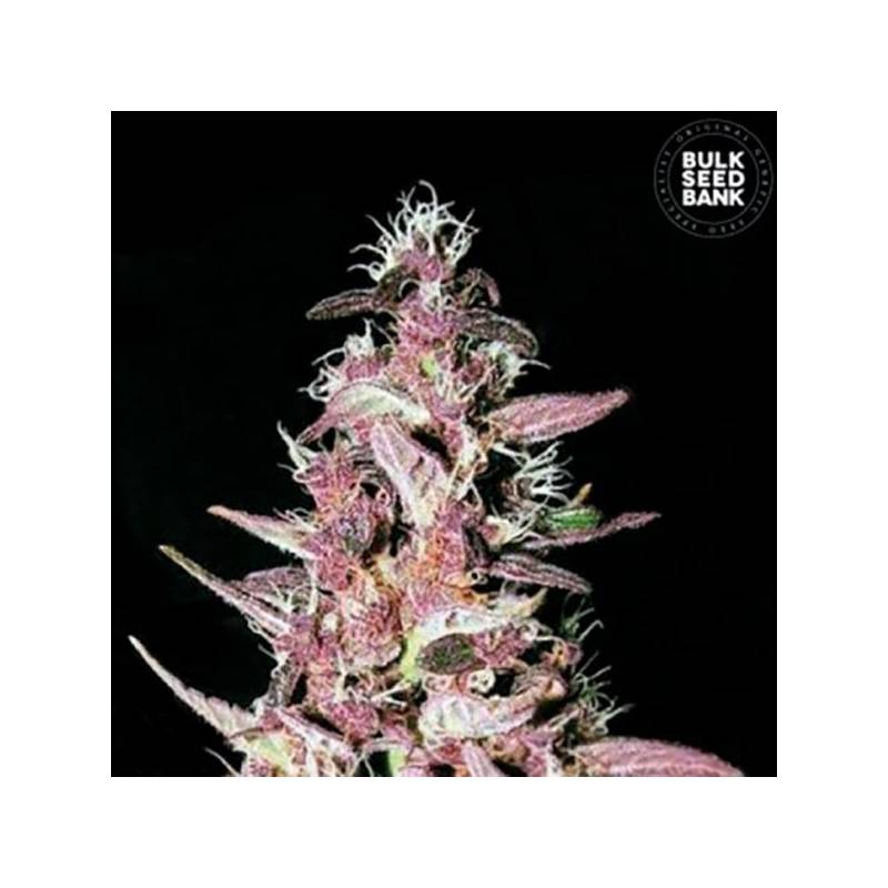 Purple Glam Kush Feminizada de Bulk Seeds Bank