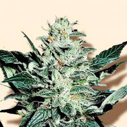 Sensible Star Feminizada de Bulk Seeds Bank