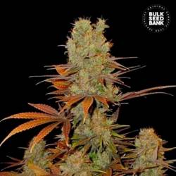 Sunmango Feminizada de Bulk Seeds Bank