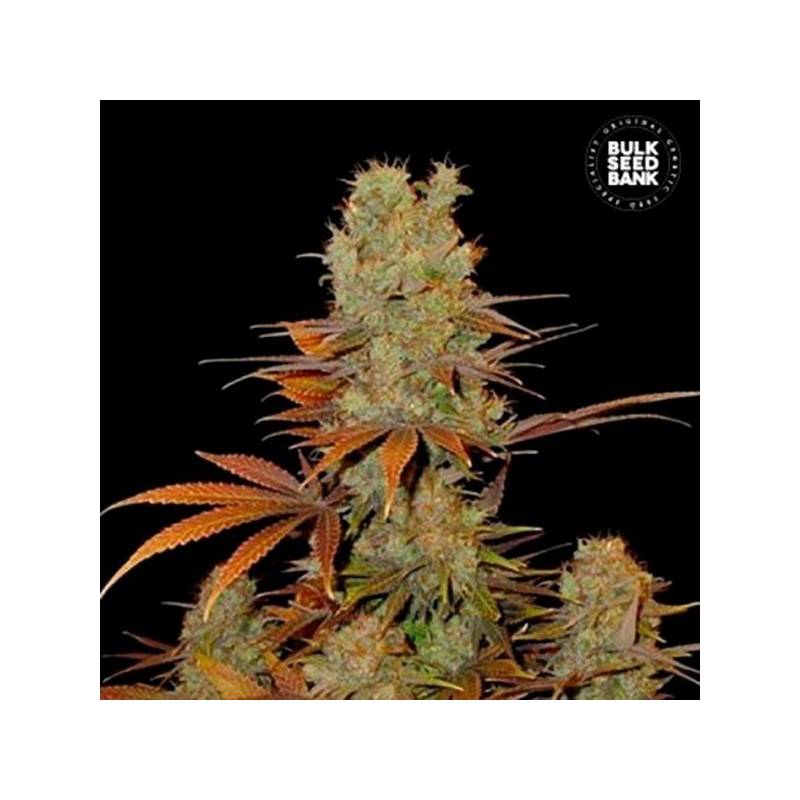 Sunmango Feminizada de Bulk Seeds Bank