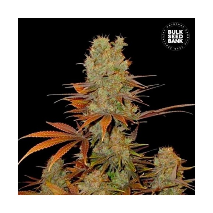 Sunmango Feminizada de Bulk Seeds Bank