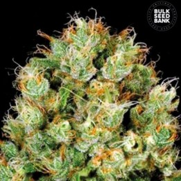 Sour Diesel Feminizada de Bulk Seeds Bank