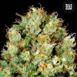 Sour Diesel Feminizada de Bulk Seeds Bank