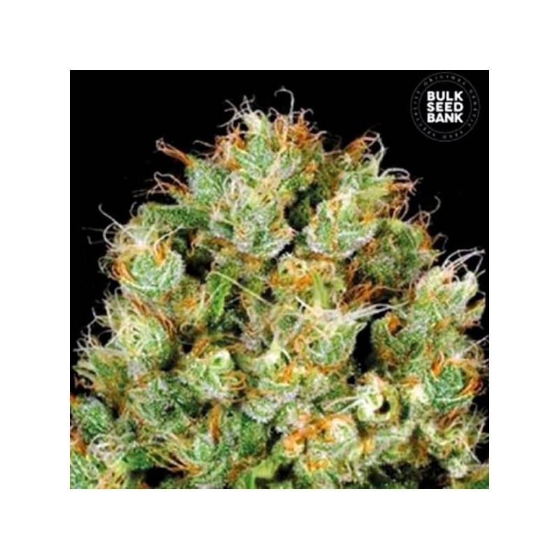 Sour Diesel Feminizada de Bulk Seeds Bank