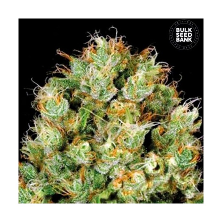 Sour Diesel Feminizada de Bulk Seeds Bank