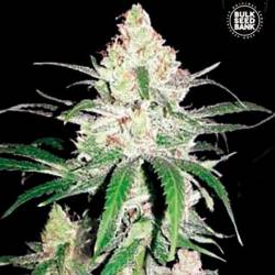 Special Lime Haze Feminizada de Bulk Seeds Bank