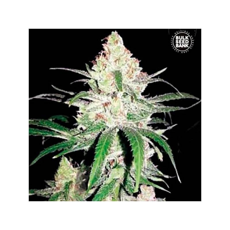 Special Lime Haze Feminizada de Bulk Seeds Bank