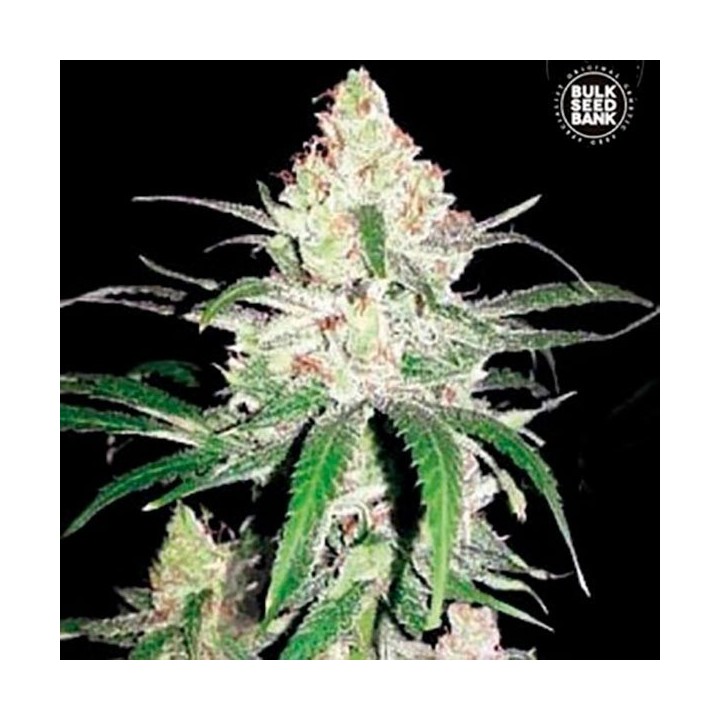 Special Lime Haze Feminizada de Bulk Seeds Bank