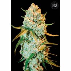 Special Crystal Haze Feminizada de Bulk Seeds Bank