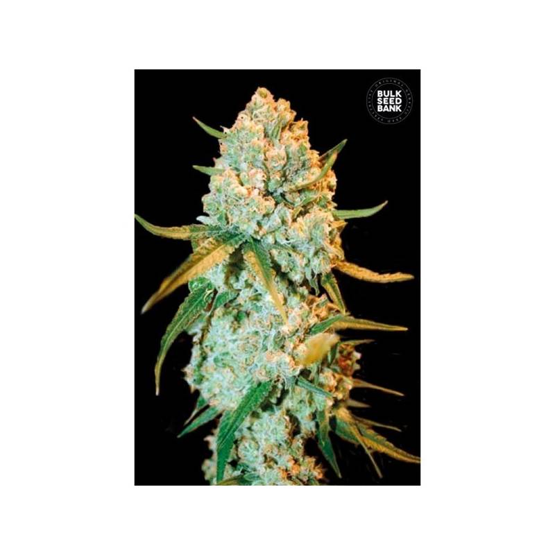 Special Crystal Haze Feminizada de Bulk Seeds Bank Special Crystal Haze Feminizada de Bulk Seeds Bank