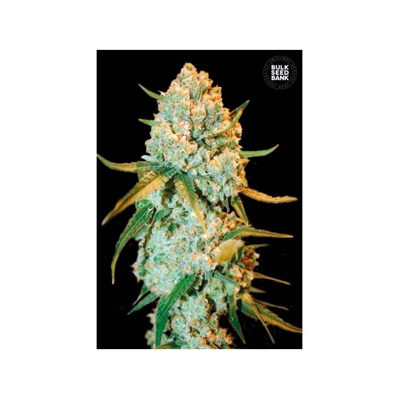 Special Crystal Haze Feminizada de Bulk Seeds Bank