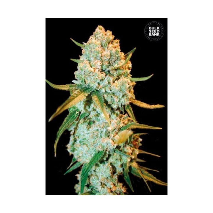 Special Crystal Haze Feminizada de Bulk Seeds Bank
