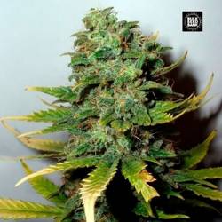 Special Skunk Feminizada de Bulk Seeds Bank