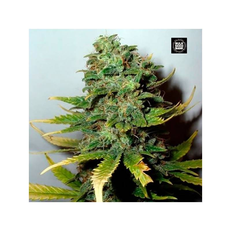 Special Skunk Feminizada de Bulk Seeds Bank