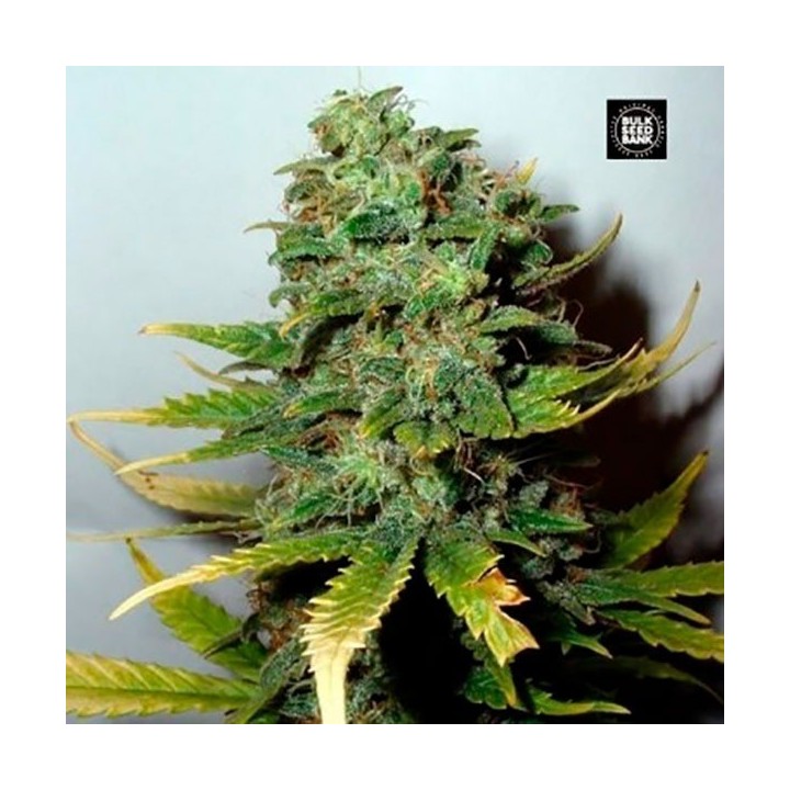 Special Skunk Feminizada de Bulk Seeds Bank