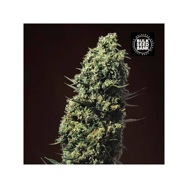 The Unlimited Feminizada de Bulk Seeds Bank The Unlimited Feminizada de Bulk Seeds Bank