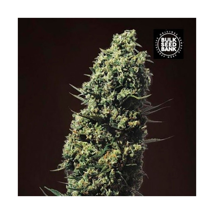 The Unlimited Feminizada de Bulk Seeds Bank