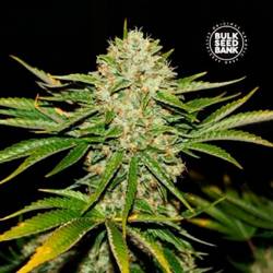 Locomotive Feminizada de Bulk Seeds Bank